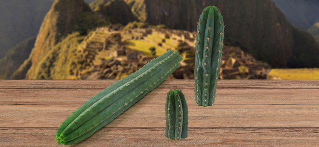 Antorcha peruana (Echinopsis peruviana) Antorcha peruana (Echinopsis peruviana)