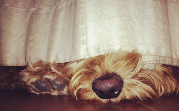 Sherry Perro Sherry Perro