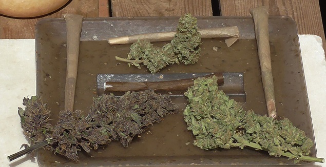 Top Shelf Grower Top Shelf Grower