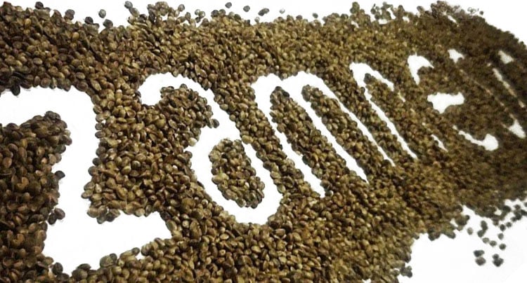 Mejor semilla de cannabis Mejor semilla de cannabis