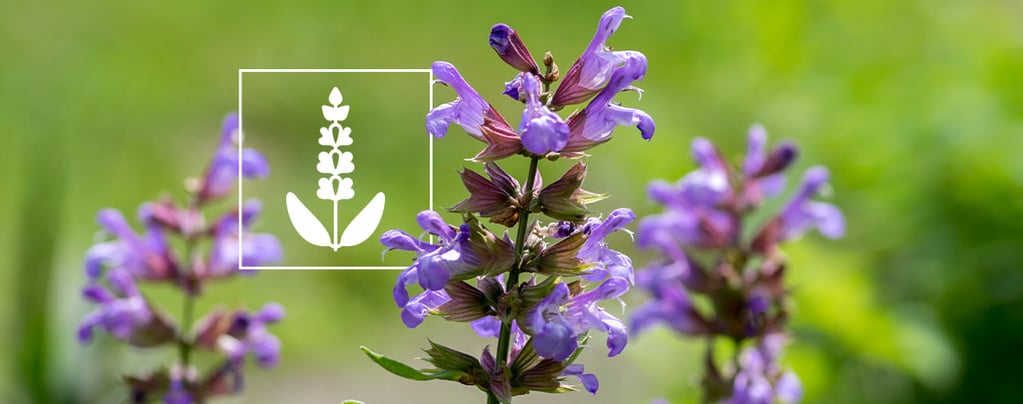 Salvia divinorum: Todo lo que necesitas saber
