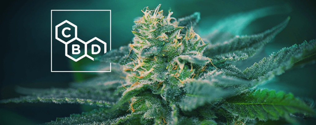 Cepas De Cannabis Rico En CBD