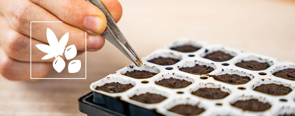Cómo Germinar Semillas De Marihuana Con Un Kit Smart Start