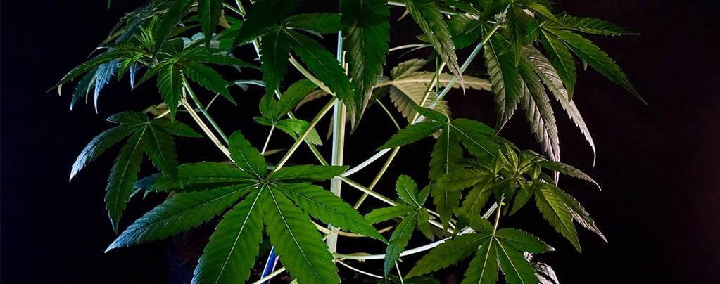 ¿Qué es la Cannabis índica?