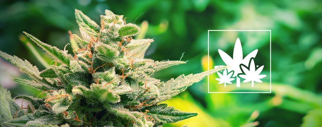 Cómo Cultivar Plantas Madre