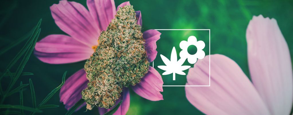 Cómo Mejorar Tu Cultivo De Marihuana Usando Plantas Asociadas