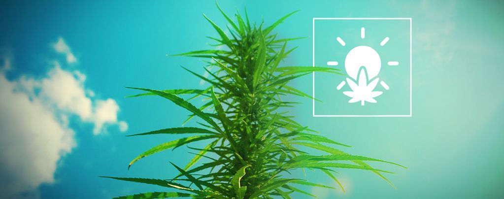 Cultivo de Marihuana en Exterior