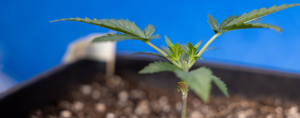 Poda apical en cannabis: todo lo que necesitas saber