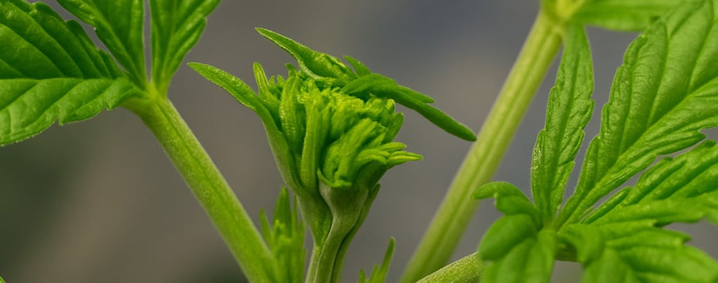 Fimming de cannabis para mayores cosechas: cuándo y cómo hacerlo