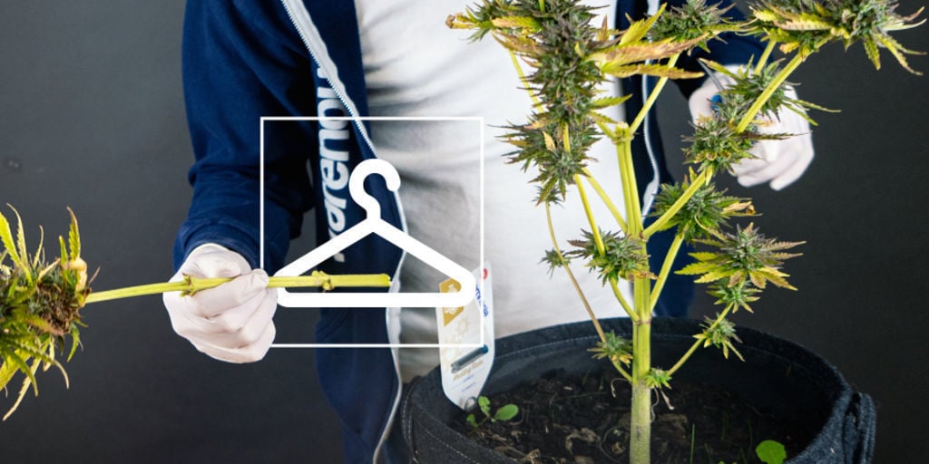 Cómo Cosechar, Secar Y Curar La Marihuana