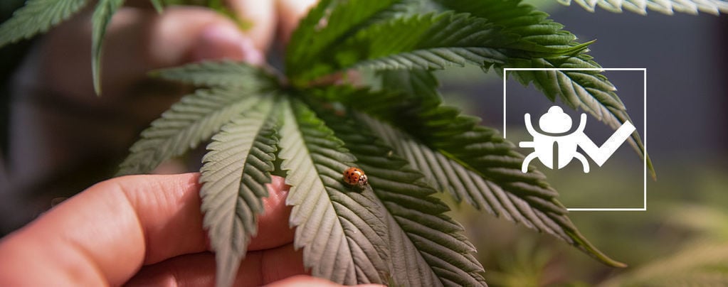 Insectos Que Ayudan A Cultivar Una Marihuana Mejor