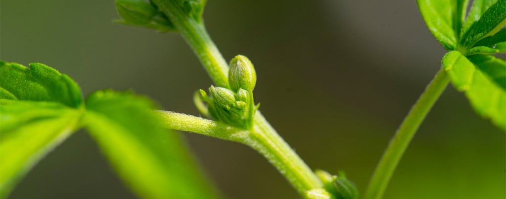 Por Qué Es Importante Conocer El Sexo De Tus Plantas De Cannabis