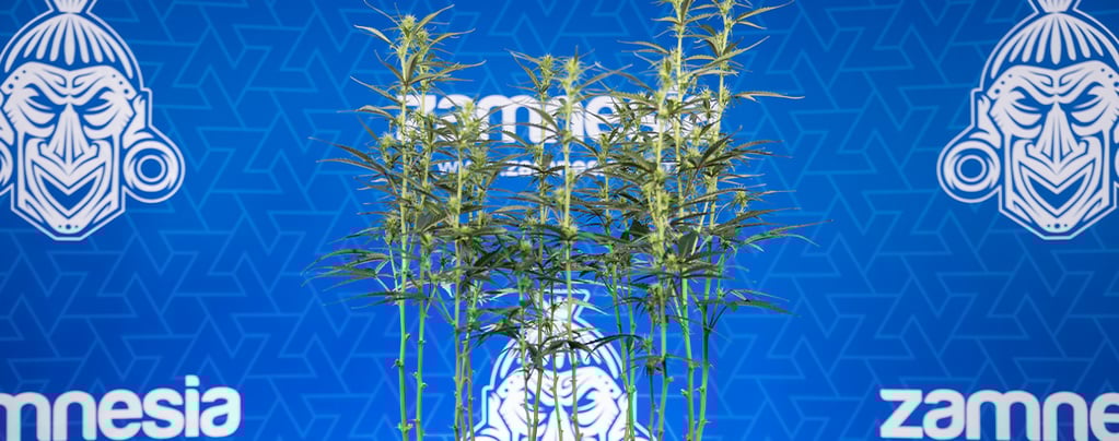 Defoliación de marihuana: Todo lo que necesitas saber
