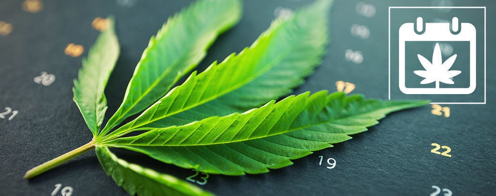 Calendario De Cultivo De Marihuana En Exterior De Zamnesia
