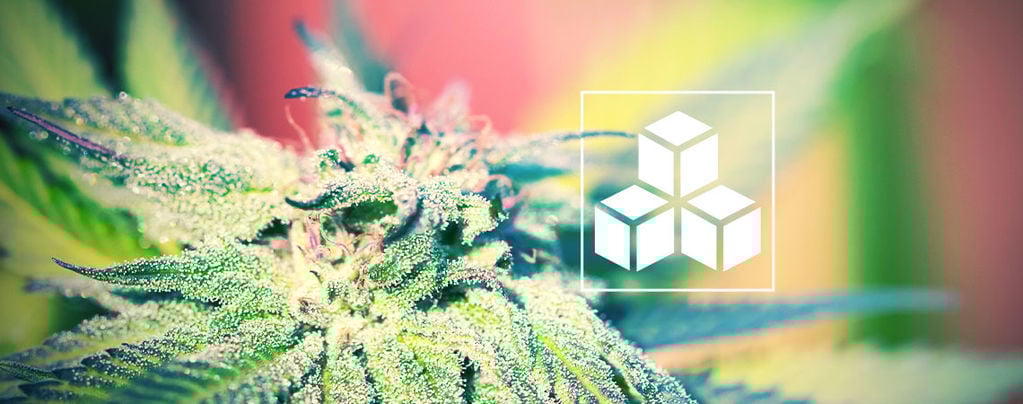 La Importancia De Los Azúcares En El Cultivo De Cannabis
