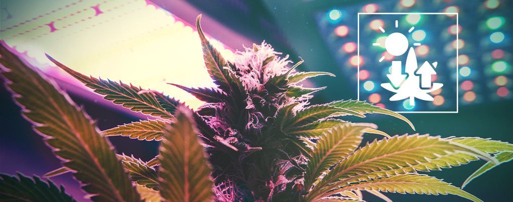 Marihuana Y Fotosíntesis