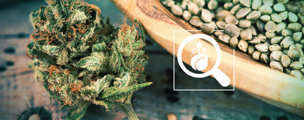 Buscador De Semillas De Marihuana: Elige Las Mejores Semillas - Zamnesia