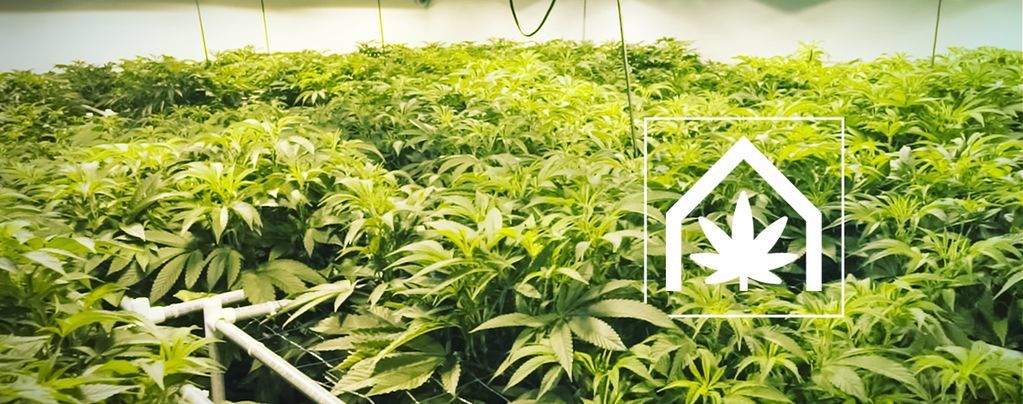 Cómo Crear Y Mantener El Espacio De Cultivo De Marihuana Definitivo