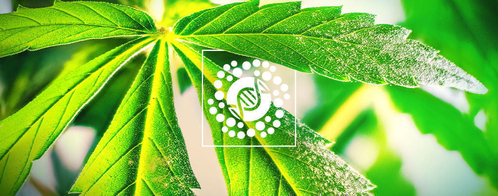Todo Lo Que Debes Saber Sobre El Polen Y La Cría De Marihuana