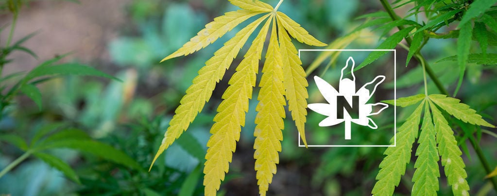 La Deficiencia De Nitrógeno En Plantas De Marihuana