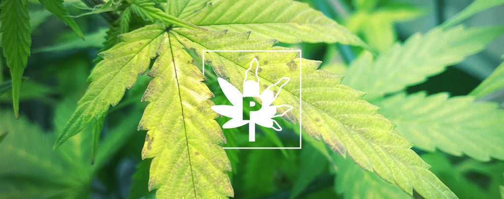 Deficiencia De Fósforo En Las Plantas De Marihuana