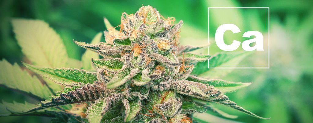 El Calcio Y Las Plantas De Cannabis