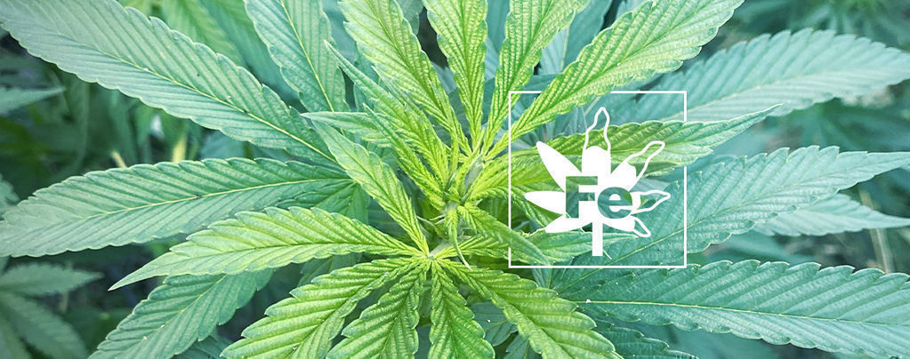 Deficiencia De Hierro En Las Plantas De Marihuana