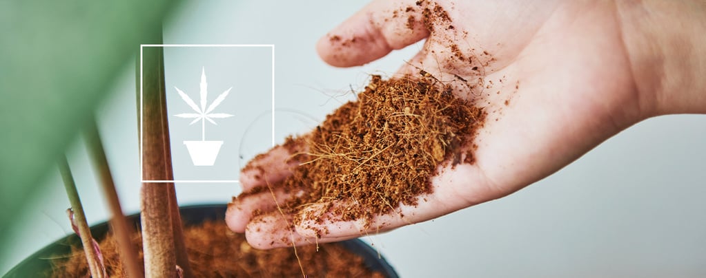 Todo lo que debes saber sobre el cultivo de marihuana con fibra de coco
