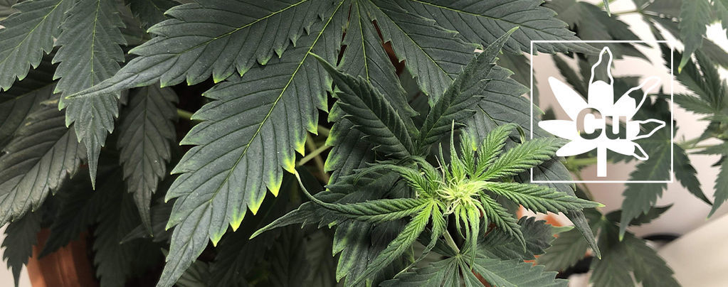 Deficiencia De Cobre En Las Plantas De Marihuana