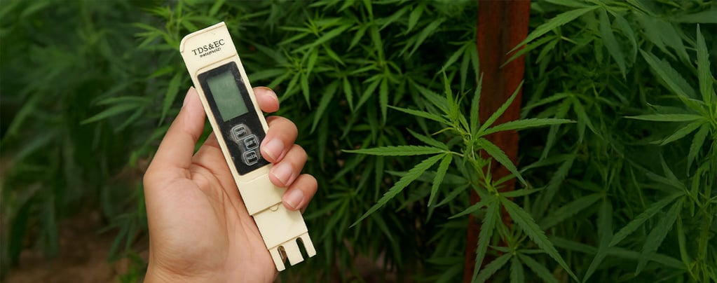 Mejor EC para el cannabis
