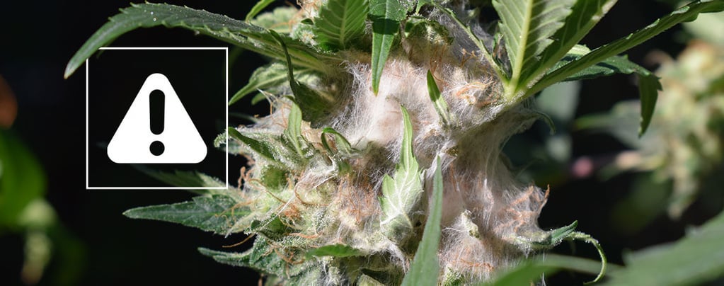 Cómo detectar y prevenir la podredumbre del cogollo en la marihuana