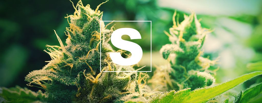 La Importancia Del Azufre Para Las Plantas De Marihuana
