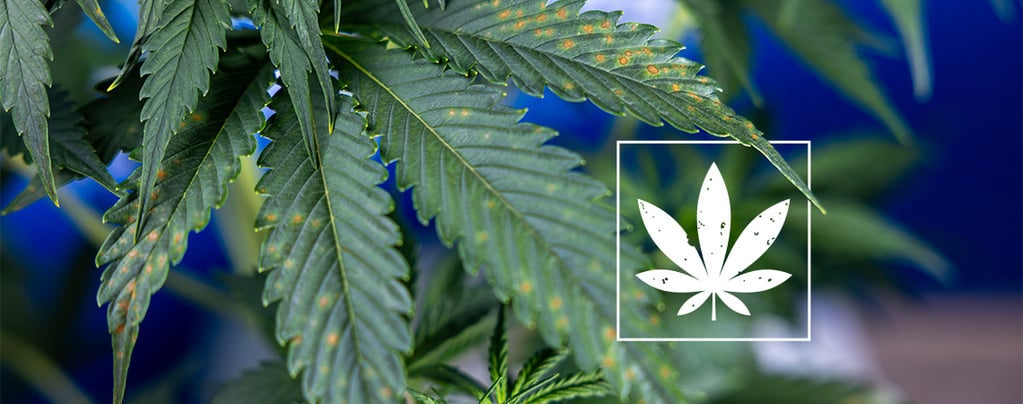 Manchas marrones en las hojas de marihuana: Guía para identificarlas