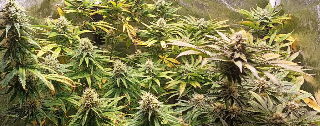 pH para el cannabis: cómo medirlo y ajustarlo