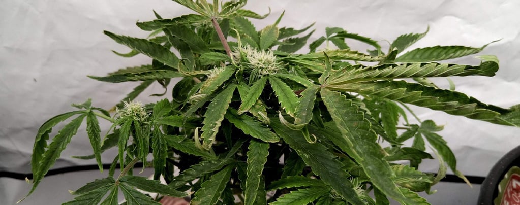 Solución para hojas de marihuana dobladas hacia arriba