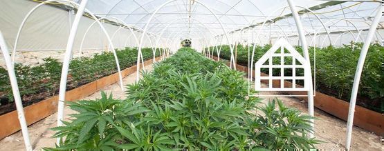 Por Qué Cultivar Cannabis En Un Invernadero