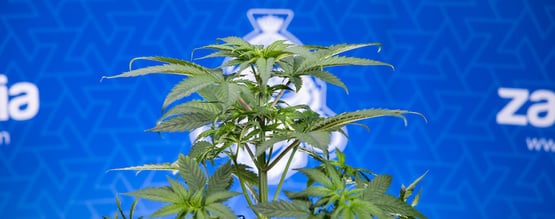 ¿Por qué se están curvando hacia abajo las hojas de tu planta de cannabis?