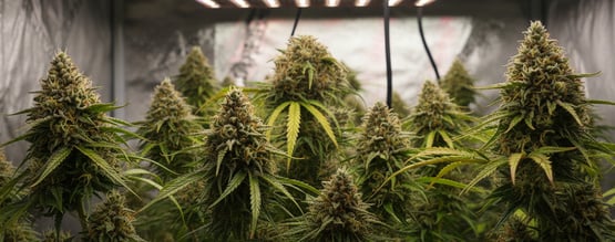 Cómo cultivar cannabis en 12/12 desde semilla