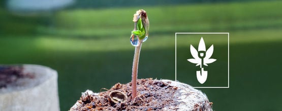 Cómo germinar semillas de marihuana