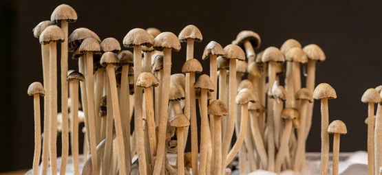 ¿Qué Es La Panaeolus Cyanescens?