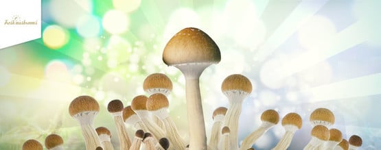 Cómo Cultivar Con Kits De Fresh Mushrooms