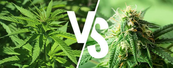 Índica Y Sativa: ¿Sigue Importando En 2025?