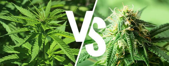 Índica Y Sativa: ¿Sigue Importando En 2024?