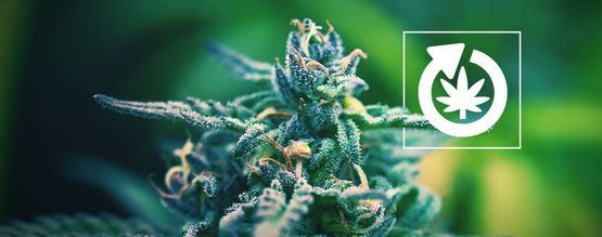 Ciclo De Vida De La Planta De Cannabis