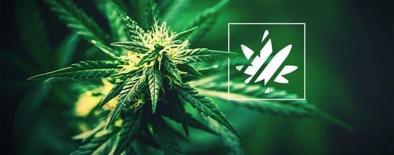 Sativa, Indica, Ruderalis & Híbridos