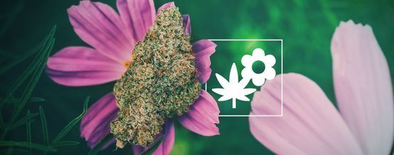 Cómo Mejorar Tu Cultivo De Marihuana Usando Plantas Asociadas