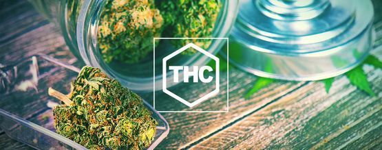 Todo Lo Que Debes Saber Sobre El THC