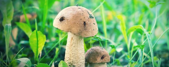 Cómo Proteger Tu Cultivo De Setas Mágicas De Las Moscas De Las Setas