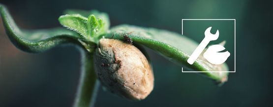 Solución De Problemas De Germinación De Marihuana