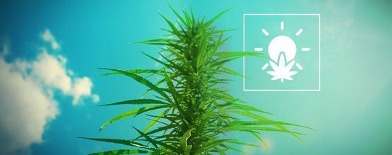 Cultivo de Marihuana en Exterior